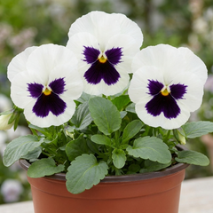 Pansy White with Blotch Plants, Hardy Spring & Autumn Flowering Bedding, Litre Root Ball