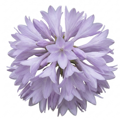 Paul's Glory Plantain Lily, Ready to Plant in Your Garden