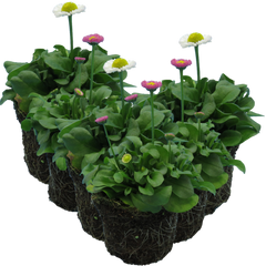 Bellis Assorted | 3 or 6 1L Pots