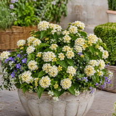 1 Large Plant - Lantana Bandolista Coconut, Ready to Plant in Your Garden, 2L