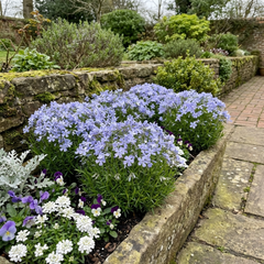 Set of 3 or 6 Phlox Emerald Cushion Blue Alpine Plants, Hardy Perennial Creeping Ground Cover, Flowering Garden Plants, 1 Litre Root-Ball