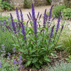 1 Salvia Caradonna Hardy Perennial Plant, Purple Flower Spikes, Bee Friendly, 17cm Root-Ball