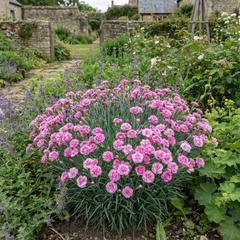 1 Cottage Pink Dianthus Pink Celebration, Fragrant Hardy Perennial Outdoor Garden Plant, 5L Root-Ball