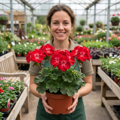 1 Large Plant - Geranium Calliope Red Splash, Outdoor Garden Ready, 2L Pot