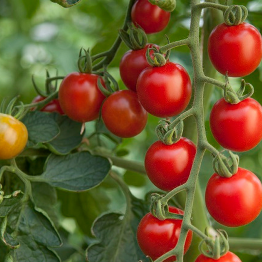 Set of 3 or 6 Large Plants - Grow Your Own Tomato Consuelo, Ready to Plant & Bear Fruits