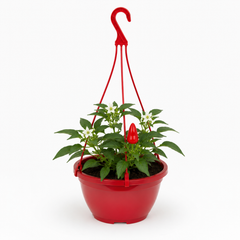 Chilli Pepper Plants, Peppers from Heaven Red, 25cm Pots