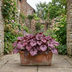 1 Heuchera Wild Rose Coral Bells, Shade Loving Hardy Evergreen Perennial Plant, 2 Litre Root Ball