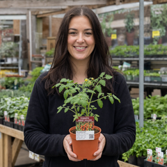 1 Sweet Million Cherry Tomato Plant, Prolific High Yield Vine, Outdoor Garden Ready, 2 Litre Root-Ball