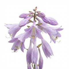 Francee Plantain Lily, Ready to Plant in Your Garden, 1L