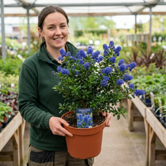 Ceanothus Skylark Plant, Hardy Blue Flowering Evergreen Shrub, California Lilac, Litre Root-Ball