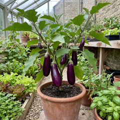 Set of 3 or 6 Large Plants - Grow Your Own Aubergine Galine, Outdoor Garden Ready
