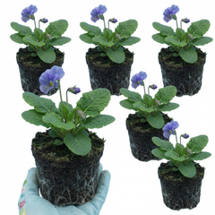 Primrose Chameleon Blue Hardy Perennial Plants, Colour Changing Spring Flowers, Outdoor Garden Ready, 1 Litre Root-Ball