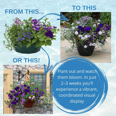 7 Colour Coordinated Plants - Sea Blues Theme Speedplanter, Garden Ready