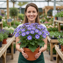 Senetti Lavender Flowering Plant, Hardy Summer Bedding, Outdoor Garden Ready, 17cm Root-Ball