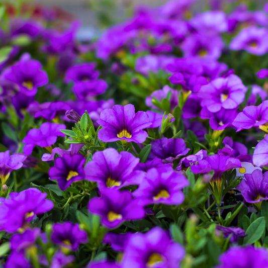 Calibrachoa Cabaret Early Blue | 3 or 6 1L Pots