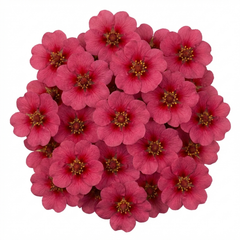 Potentilla Miss Wilmott Hardy Perennial Shrub Plants, Bee Friendly Summer Flowering, Outdoor Garden Ready, 1 Litre Root-Ball