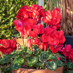 Cyclamen Silver Leaf Scarlet | 3 or 6 1L Pots