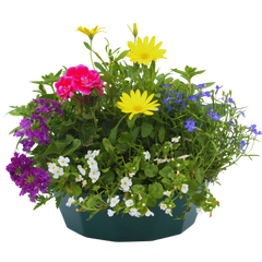 7 Colour Coordinated Plants - Berry Swirl Theme Speedplanter, Garden Ready
