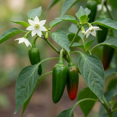 Chilli Pepper Plants - Jalapeno Variety, Ready to Plant in Your Garden