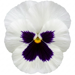 Set of 3 or 6 Pansy Cats Plus White Plants, Hardy Winter & Spring Flowering Pansies, 1 Litre Root-Ball