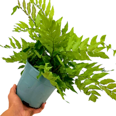 Holly Fern Cyrtomium Fortunei | 2L Pot