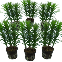 Asiatic Lily Pink | 3 or 6 1L Pots