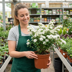Spiraea Snowmound Plant, Outdoor White Flowering Hardy Compact Shrub, Bee Friendly, 2 Litre Root-Ball