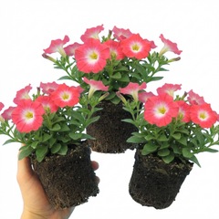 Set of 3 Large Plants - Petunia Tritunia Pink Morn, Outdoor Garden Ready