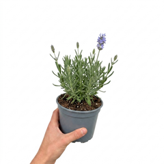 1 Large Plant - Lavender Hidcote Light Blue, Outdoor Garden Ready, 2L Pot