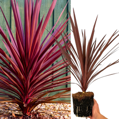 Cordyline Red Star, Ready to Plant in Your Garden, 2L Rootball