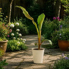 Banana Tree 3L (100–120 cm Tall) in Nursery Pot
