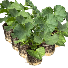 Geranium Toscana Anne | 3 or 6 1L Pots