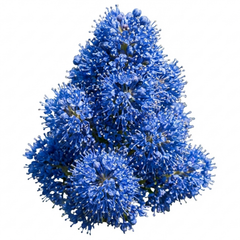 Ceanothus Yankee Point California Lilac Plant, Blue Flowering Evergreen Shrub, 3L Root-Ball