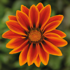 Gazania Kiss Orange Flame | 3 or 6 1L Pots