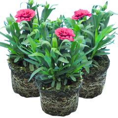 Set of 3 or 6 Large Plants - Dianthus Oscar Purple Wings, Outdoor Garden Ready