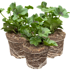 Geranium Tornado White | 3 or 6 1L Pots