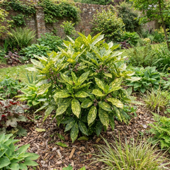 1 Large Plant - Aucuba Golden King, Ready to Plant in Your Garden, 7.5L Pot