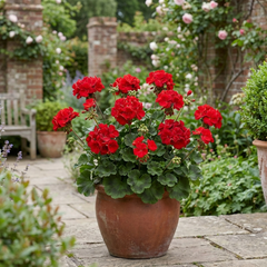 Set of 3 or 6 Large Plants Geranium Calliope Landscape Fire, Ready To Plant In Your Garden