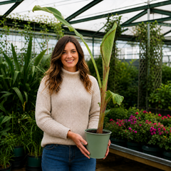 Banana Tree 3L (100–120 cm Tall) in Nursery Pot