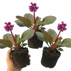 Set of 3 or 6 Bergenia Rotblum Hardy Evergreen Perennial Plants, Pink Flowering Ground Cover, Outdoor Garden Ready, 1 Litre Root-Ball