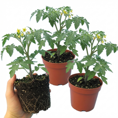 Set of 3 or 6 Large Plants - Tomato Honeycomb Variety, Outdoor Garden Ready, 10.5 cm