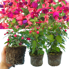 Set of 3 or 6 Large Plants - Fuchsia Diva Rose & Violet, Ready to Plant in Your Garden