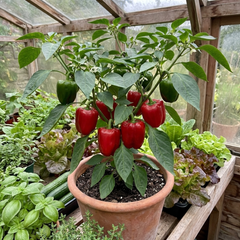 Sweet Pepper Plants - Red King Variety, Ready to Plant in Your Garden