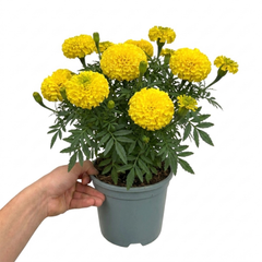 1 Large Plant - Marigold African Taishan Yellow, Outdoor Garden Ready, 2L Pot