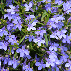 Lobelia Hot WaterBlue Improved | 3 or 6 1L Pots