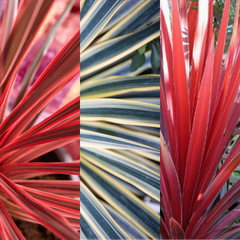 Cordyline Collection | 3 or 6 1L Pots
