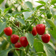 Sweet Pepper Snack Red, Ready to Plant in Your Garden