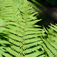 Male Fern | 3 or 6 1L Pots