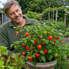 1 Scotch Bonnet Chilli Pepper Plant, Fresh Live Hot Pepper, Garden Ready, 2 Litre Root Ball