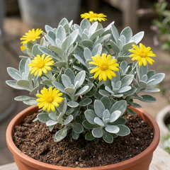 Senecio Sunshine Perennial Shrub, Hardy Drought Tolerant Silver Grey Foliage, Evergreen, 2L Root Ball